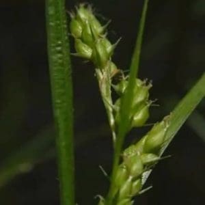 Awned Graceful Sedge