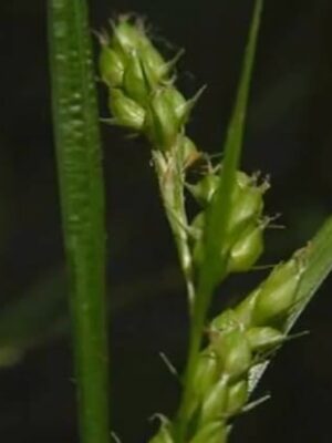 Awned Graceful Sedge