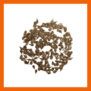 Bicknell's Sedge seed