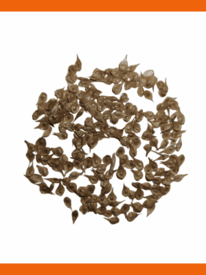Bicknell's Sedge seed