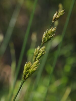 Bicknell’s Sedge (Carex bicknellii) seed heads clustered along a slender green stem, shown in close-up against a softly blurred meadow background.