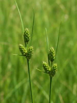 Fuzzy Wuzzy Sedge (Carex hirsutella) with two slender stems bearing clusters of green, bristly seed heads