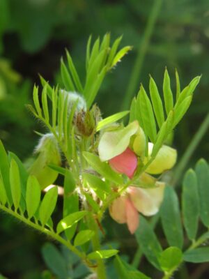 Yellow and pink Goat’s Rue beginning to bloom in woodland