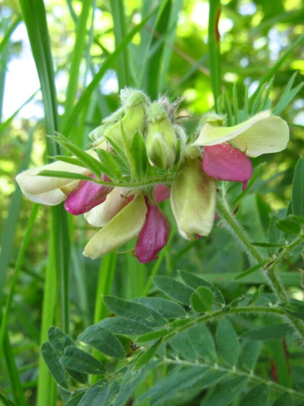 Yellow and pink Goat’s Rue flower blooming
