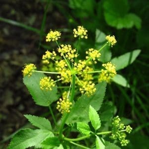 Heart-Leaf Golden Alexanders, Zizia aptera