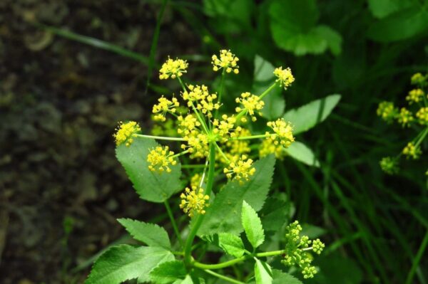 Heart-Leaf Golden Alexanders, Zizia aptera