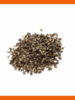 Heavy Sedge Seeds