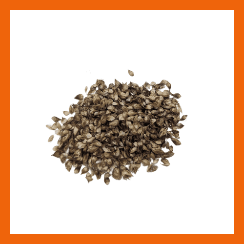 Heavy Sedge Seeds