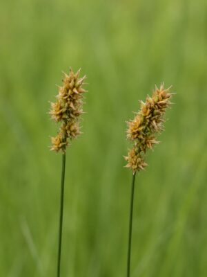 Two detailed seed heads of Heavy Sedge (Carex gravida) on slender green stems in open meadow