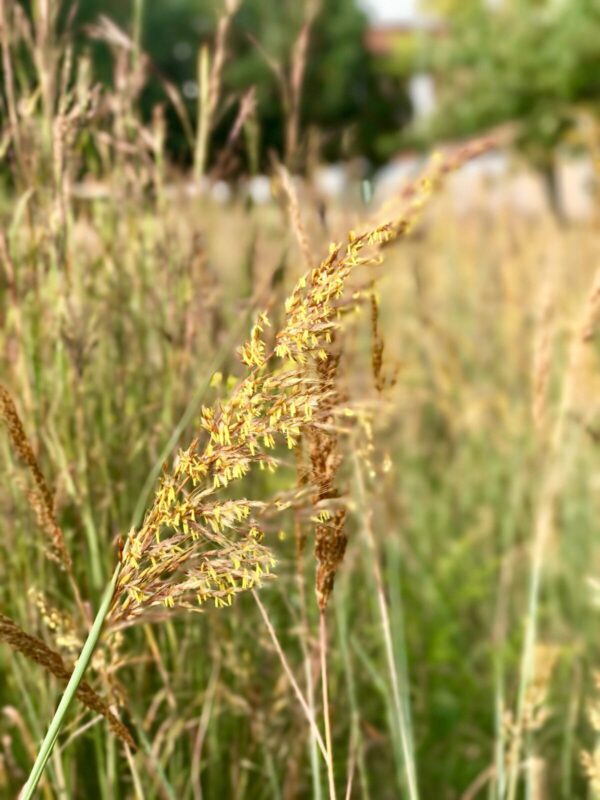 Close-up of Indiangrass (Sorghastrum nutans) seedhead during flowering