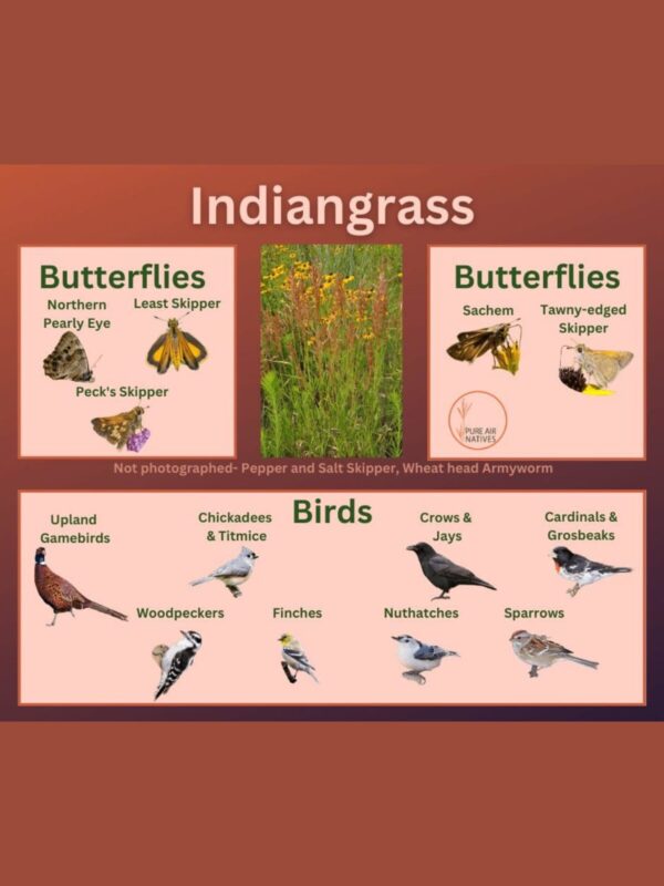 Indiangrass and its wildlife associations including butterflies and birds.