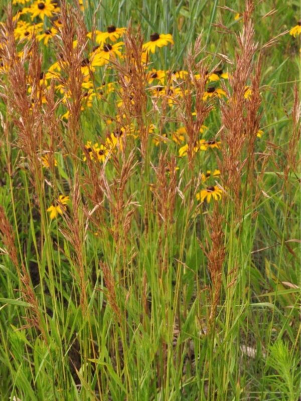Indiangrass (Sorghastrum nutans) growing in a native prairie with bronze seedheads and Black-Eyed Susans
