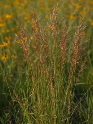 Indiangrass (Sorghastrum nutans) growing in a native prairie with bronze seedheads and Black-Eyed Susans