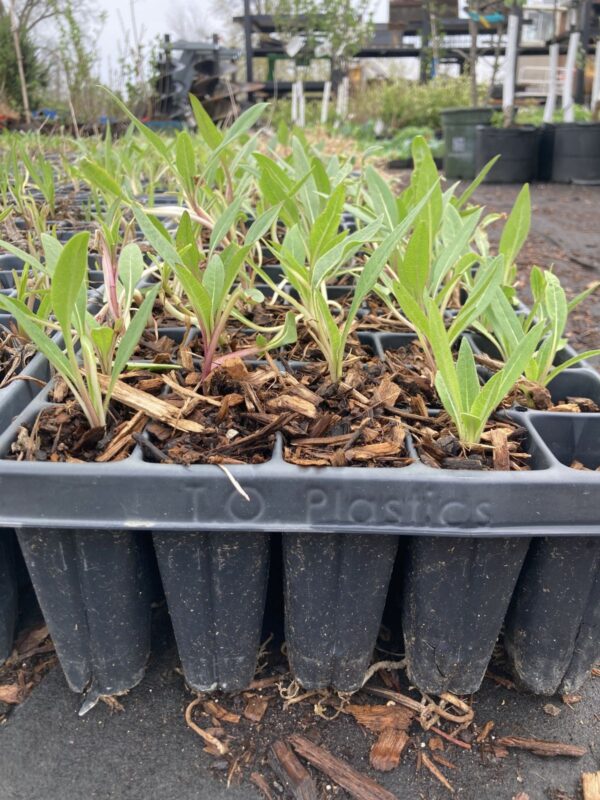 Rosinweed 50 plug tray with seedlings at greenhouse