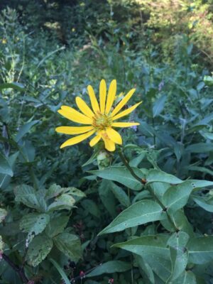 Rosinweed yellow flower blooming in woodland