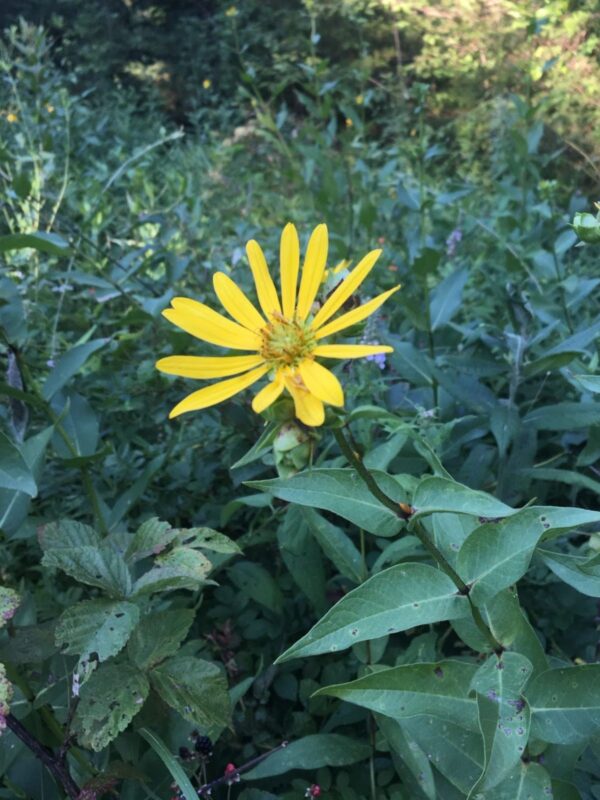 Rosinweed yellow flower blooming in woodland