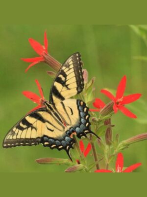 Yellow Tiger Swallowtail on Royal Catchfly