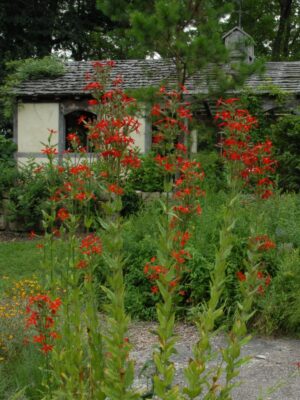Royal Catchfly growing in part sun home landscaped prairie
