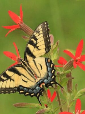 Shop top quality, PLS certified seeds from this STL-based small business today!