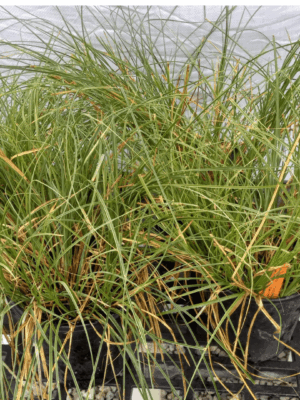 Yellowfruited Sedge, Carex annectens,