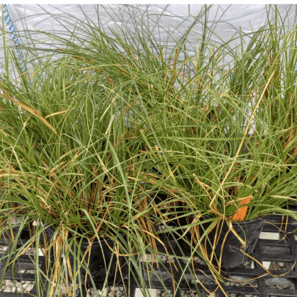 Yellowfruited Sedge, Carex annectens,