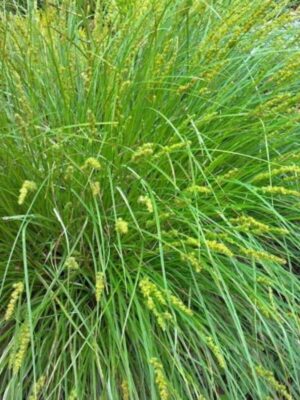 Yellowfruit Sedge (Carex annectens) blooming bush by sidewalk