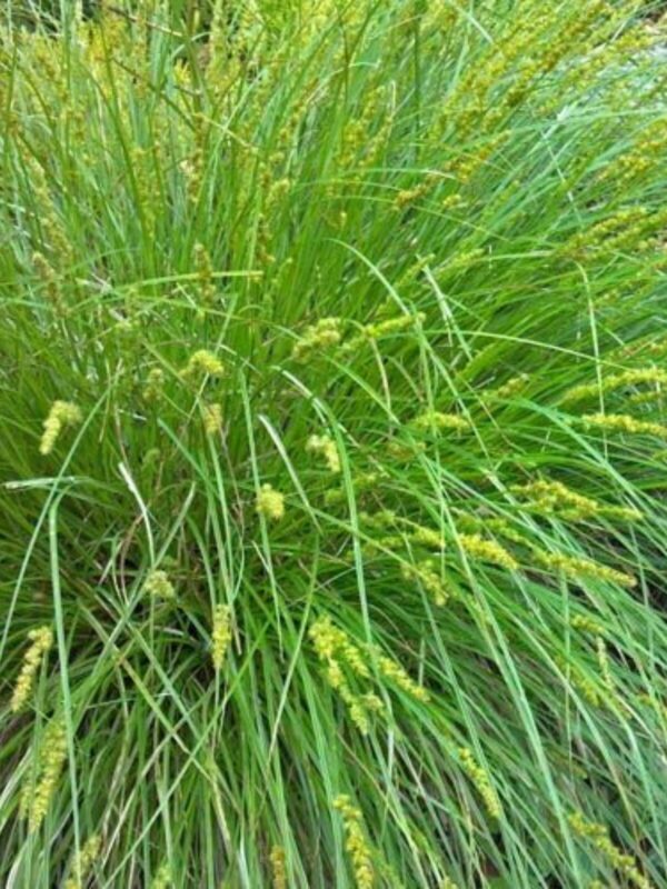 Yellowfruit Sedge (Carex annectens) blooming bush by sidewalk