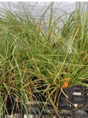 Yellowfruit Sedge (Carex annectens) live plants for sale on bench
