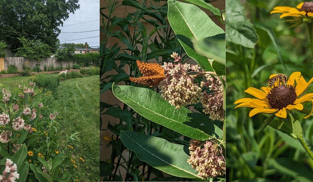 How I Built A DIY Dry Creek Bed & A Native Wildflower Garden