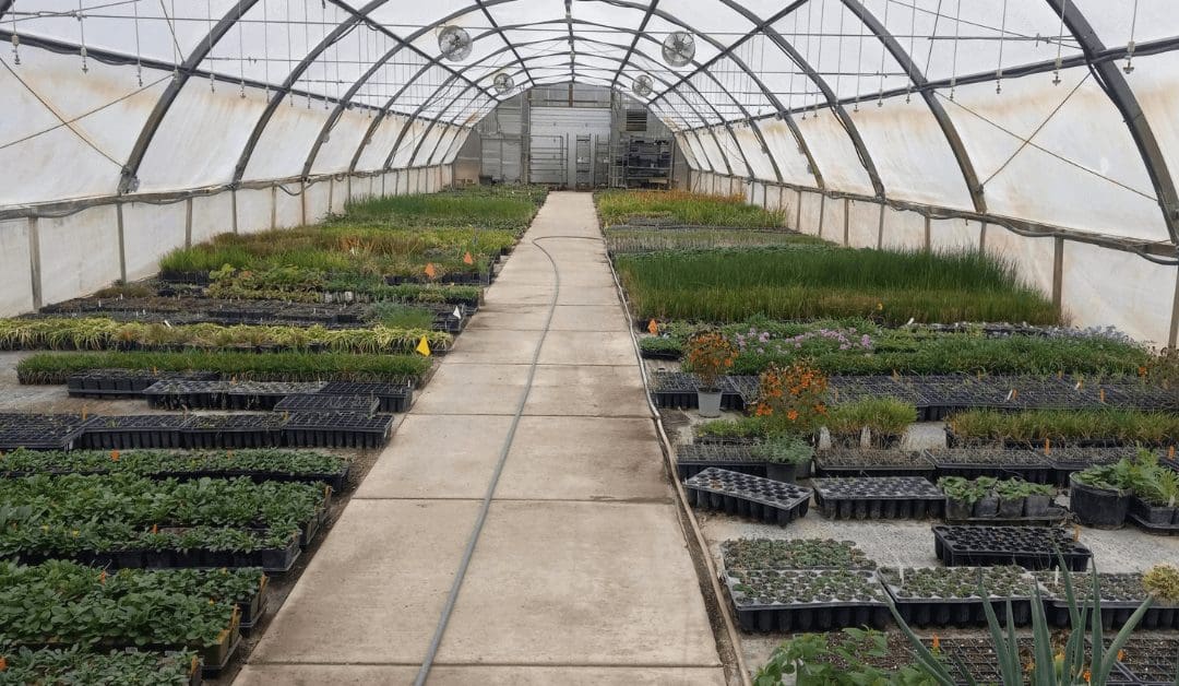 The Ultimate Guide to Planting Midwest Native Wildflowers & Grass Seed