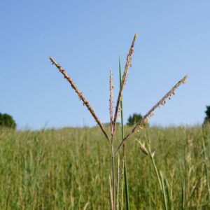Big Bluestem