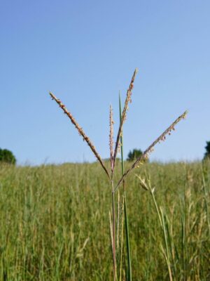 Big Bluestem
