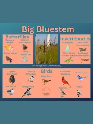 Big Bluestem association map with birds and insects