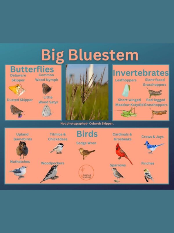 Big Bluestem association map with birds and insects