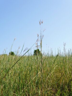 Big Bluestem in prairie