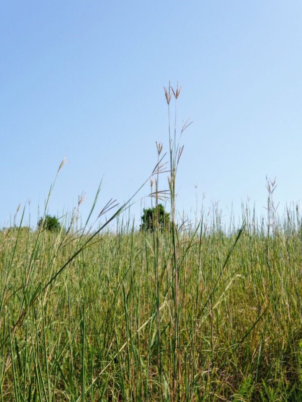 Big Bluestem in prairie