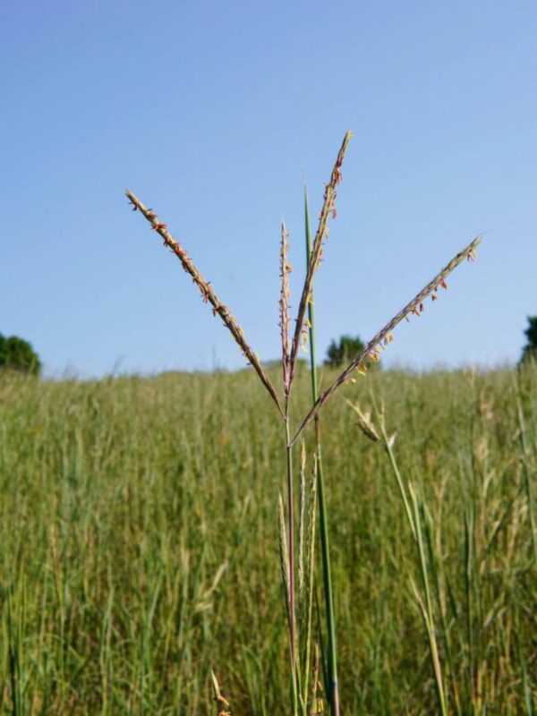 Big Bluestem close up of red and brown seed head in prairie
