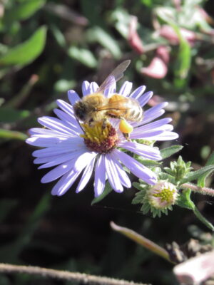 Aromatic aster plant with pollinator bee