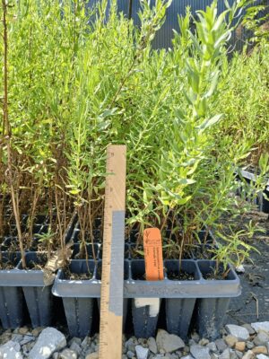 Aromatic Aster plug trays in greenhouse