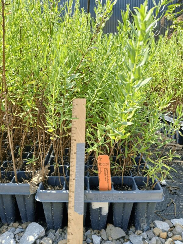 Aromatic Aster plug trays in greenhouse