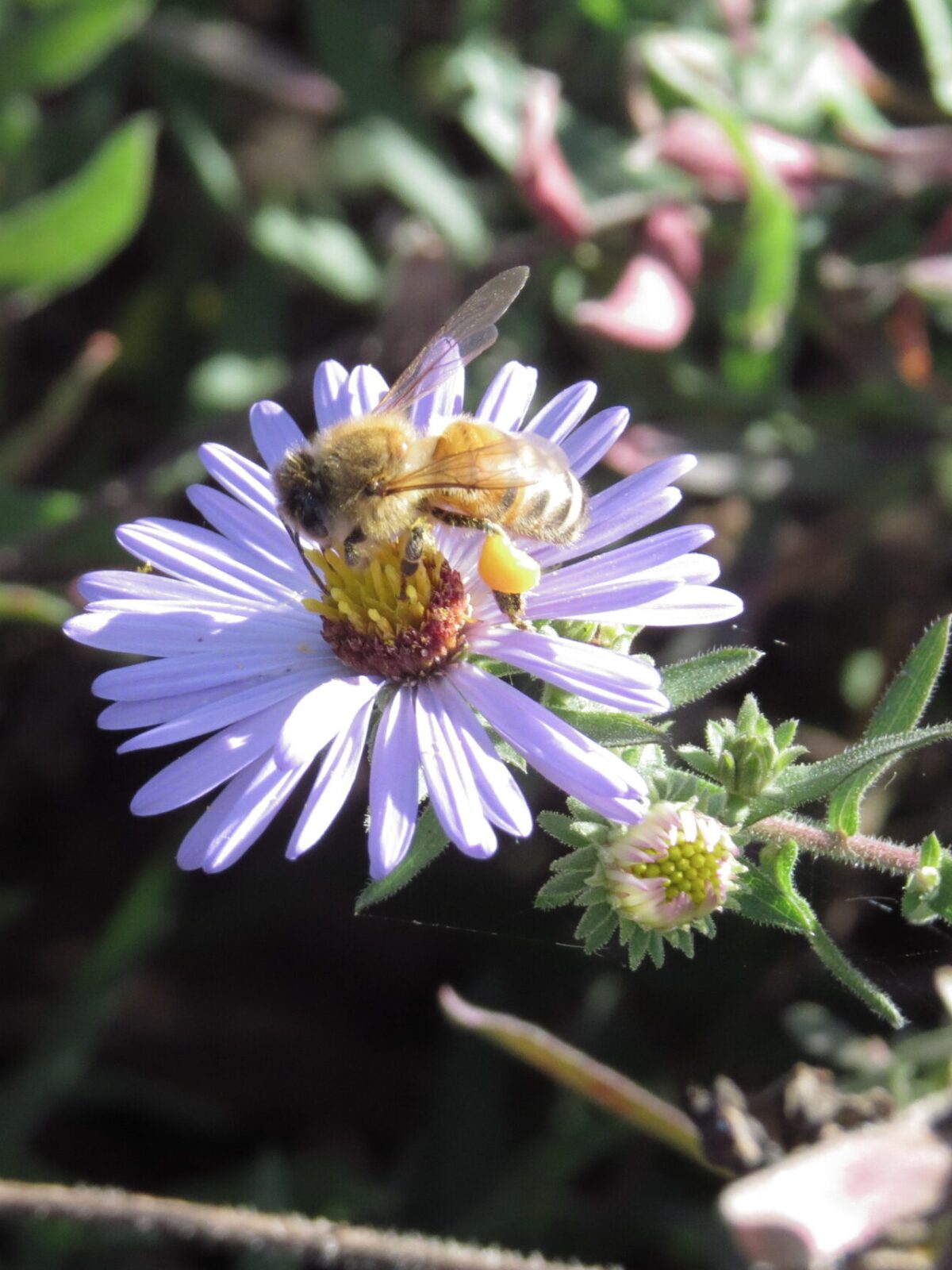 Bee landing on purple Aromatic Aster bloom