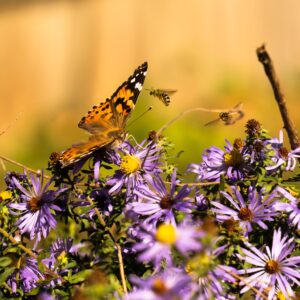 Aromatic Aster