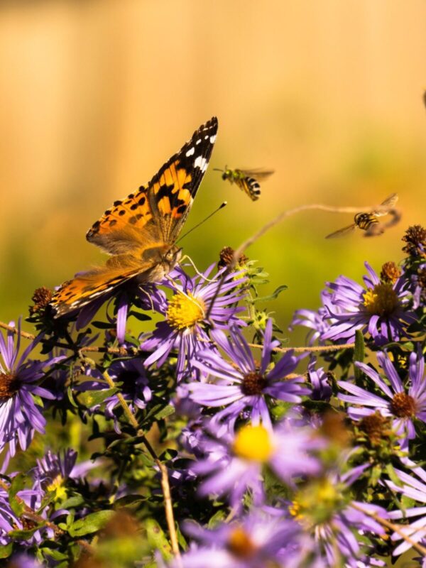 Aromatic Aster in prairie with painted ladystriped sweat bee and hoverfly