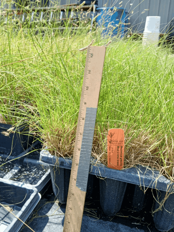 Blue grama grass in plug tray ready for planting