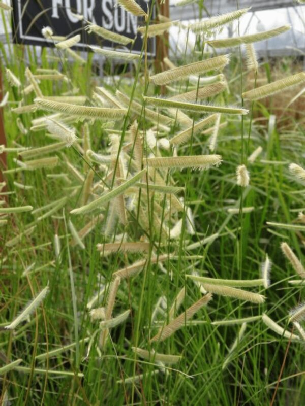 Blue Grama close up of seed heads