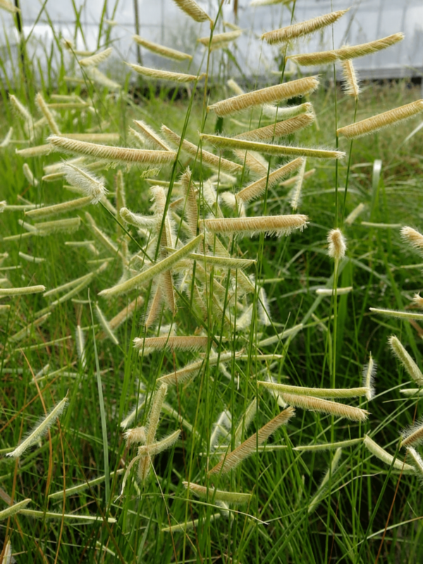 Close-up of Blue Grama (Bouteloua gracilis) seed heads with distinctive eyelash-like white and tan flower spikes held horizontally above fine blue-green foliage.