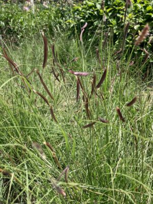 Blue Grama (Bouteloua gracilis) young blue-purple seed heads in field