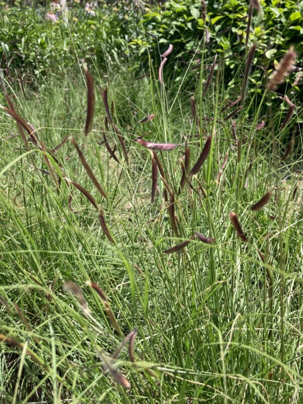 Blue Grama (Bouteloua gracilis) young blue-purple seed heads in field