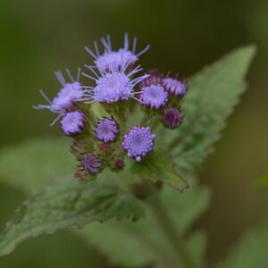 Blue Mistflower