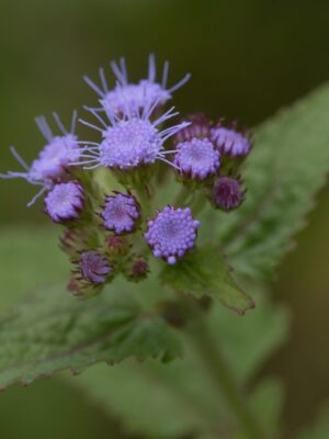 Blue Mistflower